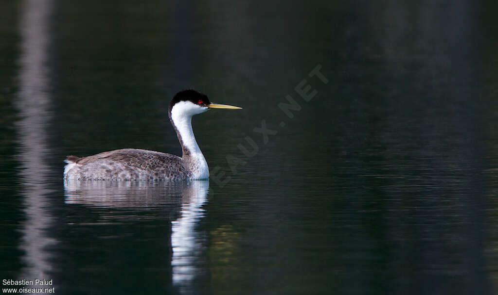 Western Grebeadult, identification