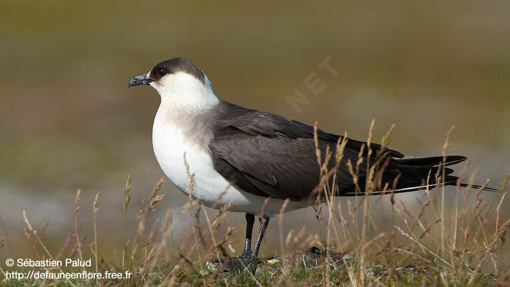 Parasitic Jaeger