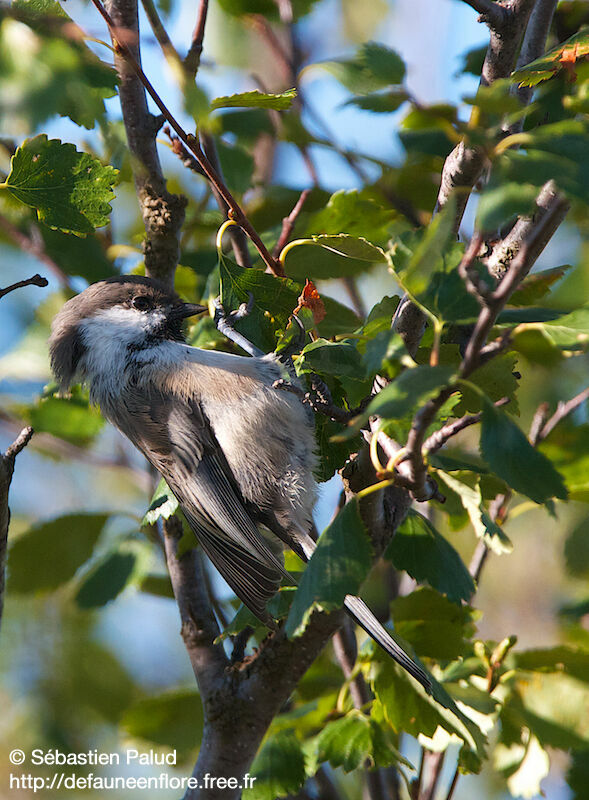 Mésange boréale