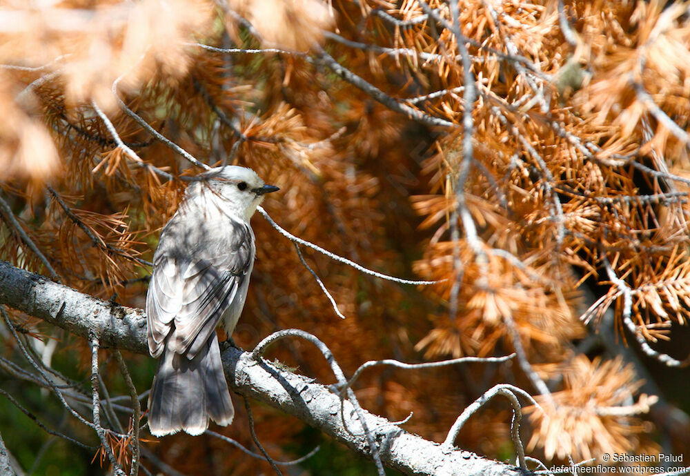 Canada Jayadult