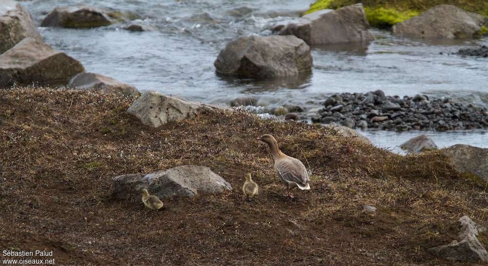 Pink-footed Goose, habitat, camouflage, walking