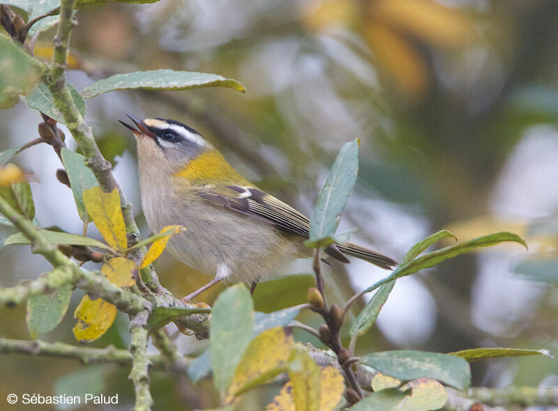 Common Firecrest
