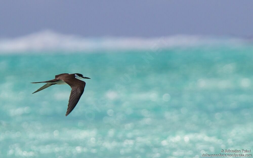 Sooty Tern