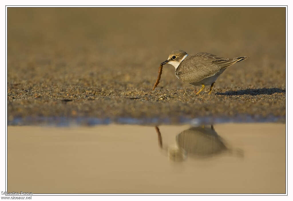 Little Ringed Ploverjuvenile, feeding habits