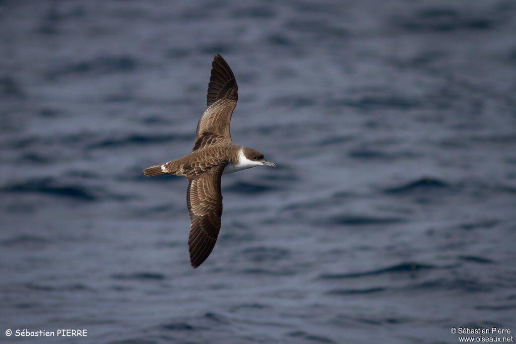 Puffin majeur