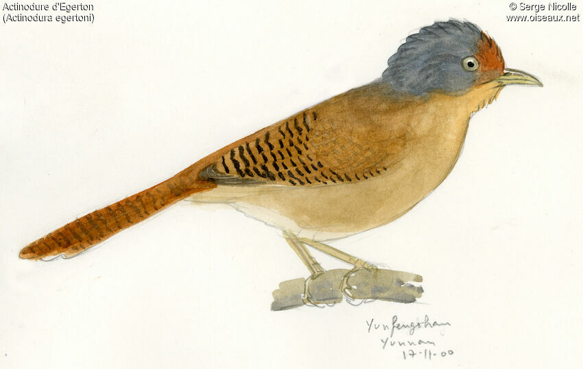 Actinodure d'Egerton, identification