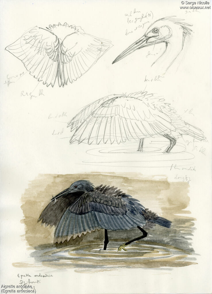 Black Heron, identification