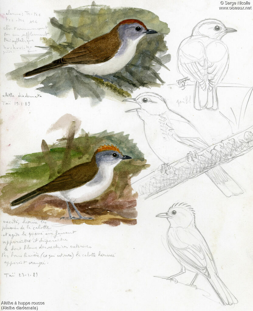 Alèthe à huppe rousse, identification