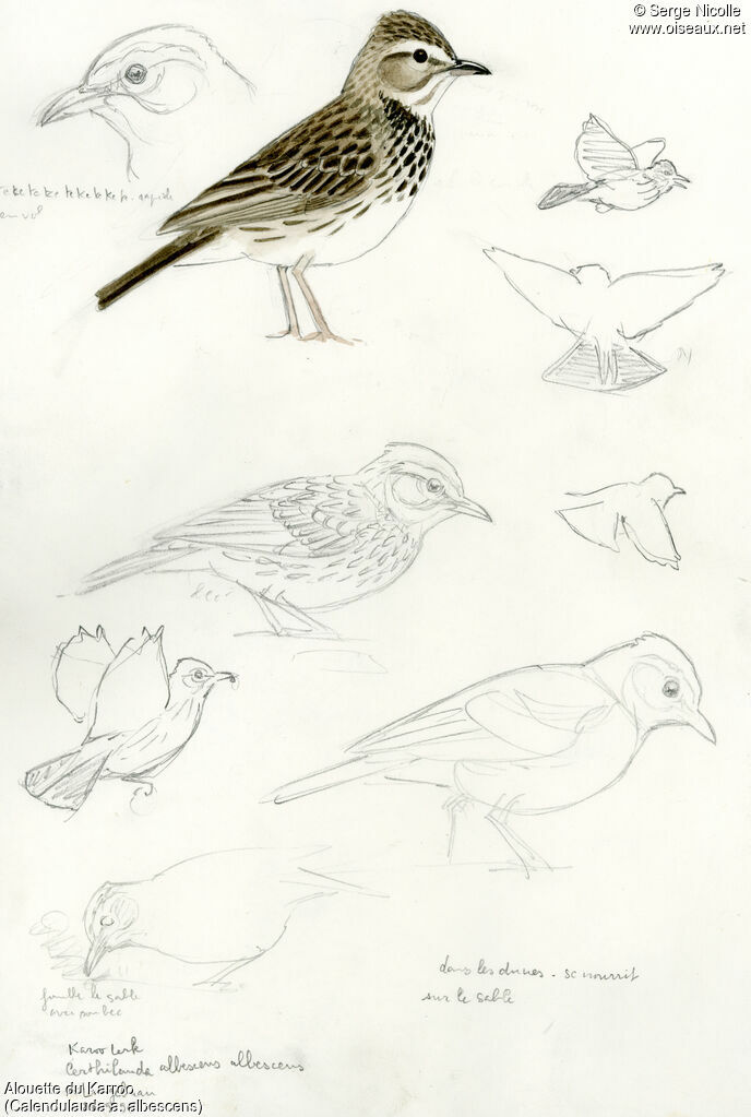 Alouette du Karroo, identification