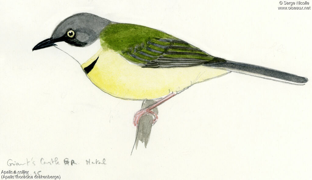 Apalis à collier, identification
