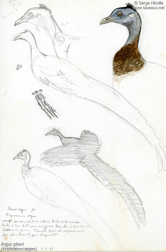 Argus géant, identification
