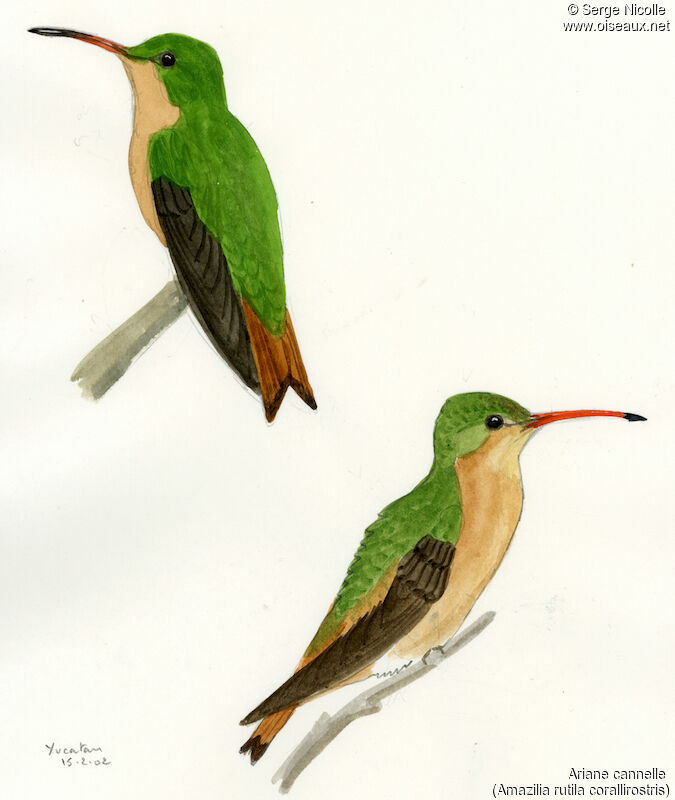 Ariane cannelle, identification