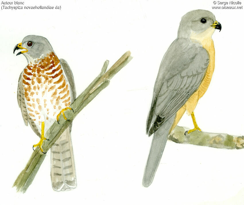 Grey Goshawk, identification