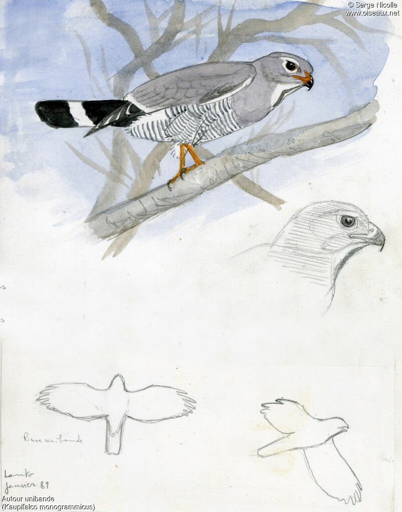 Autour unibande, identification