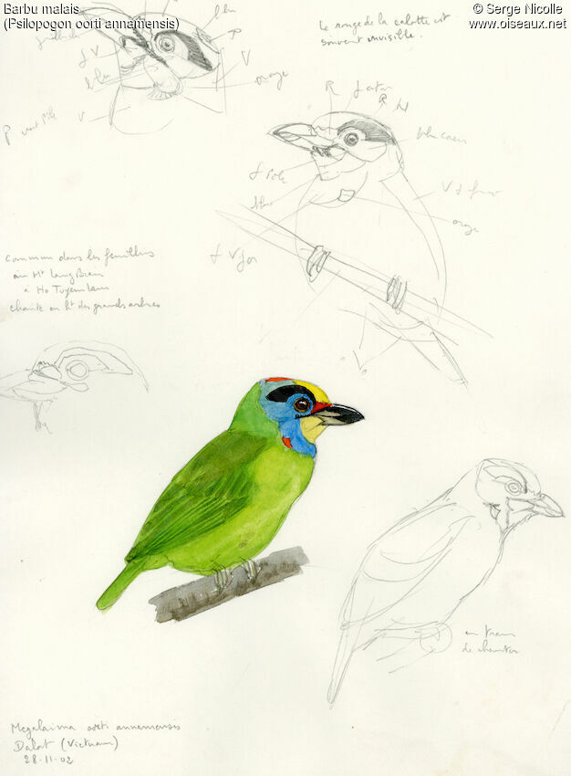 Black-browed Barbet, identification