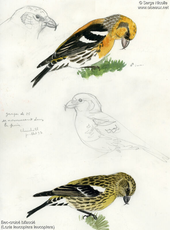 Two-barred Crossbill male immature, identification