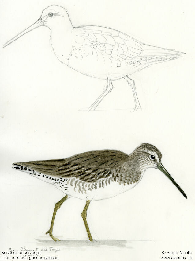 Short-billed Dowitcher, identification