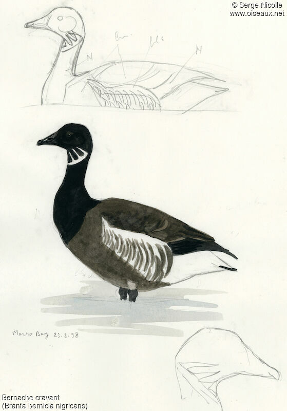 Bernache cravant, identification