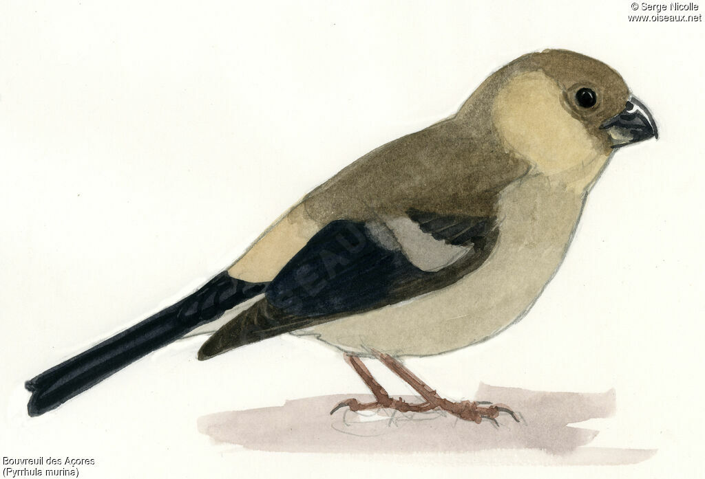 Bouvreuil des Açoresjuvénile, identification