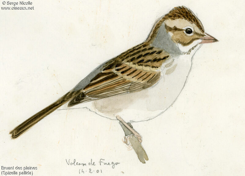 Bruant des plaines, identification
