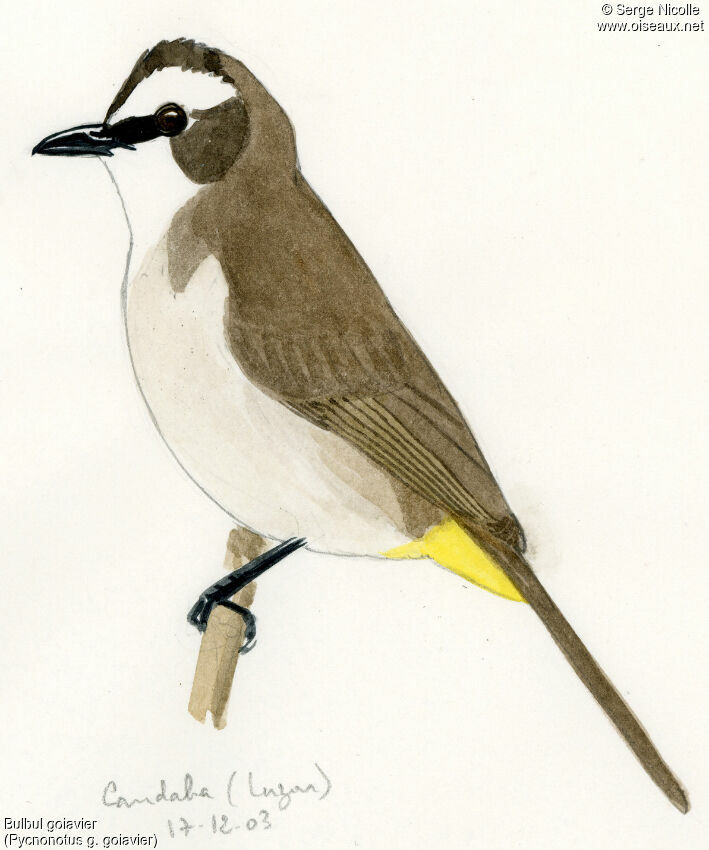 Bulbul goiavier, identification