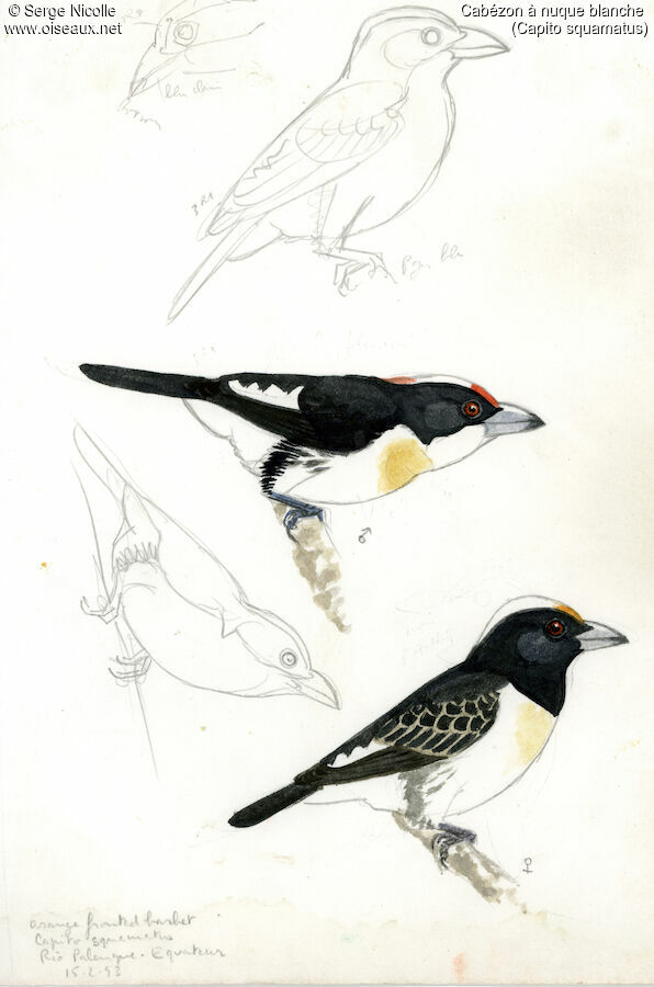 Orange-fronted Barbet , identification