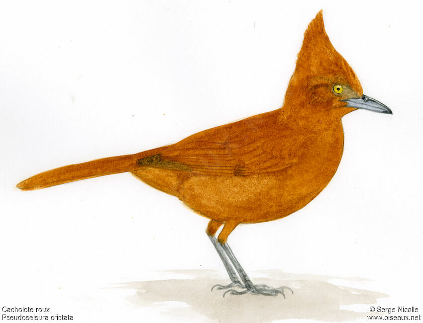 Cacholote roux, identification