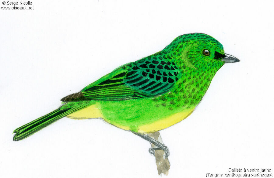 Yellow-bellied Tanager, identification