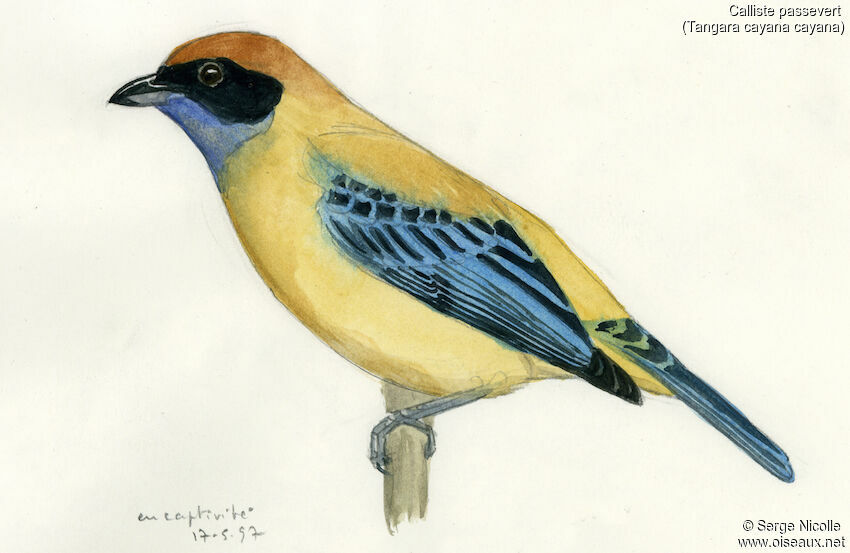 Burnished-buff Tanager male, identification