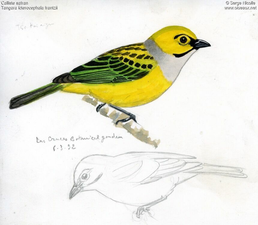 Silver-throated Tanager, identification