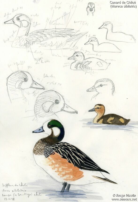 Canard de Chiloé, identification