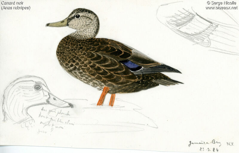 Canard noir, identification