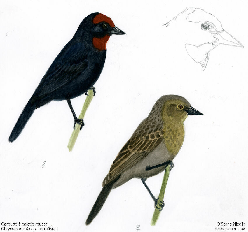 Chestnut-capped Blackbird , identification