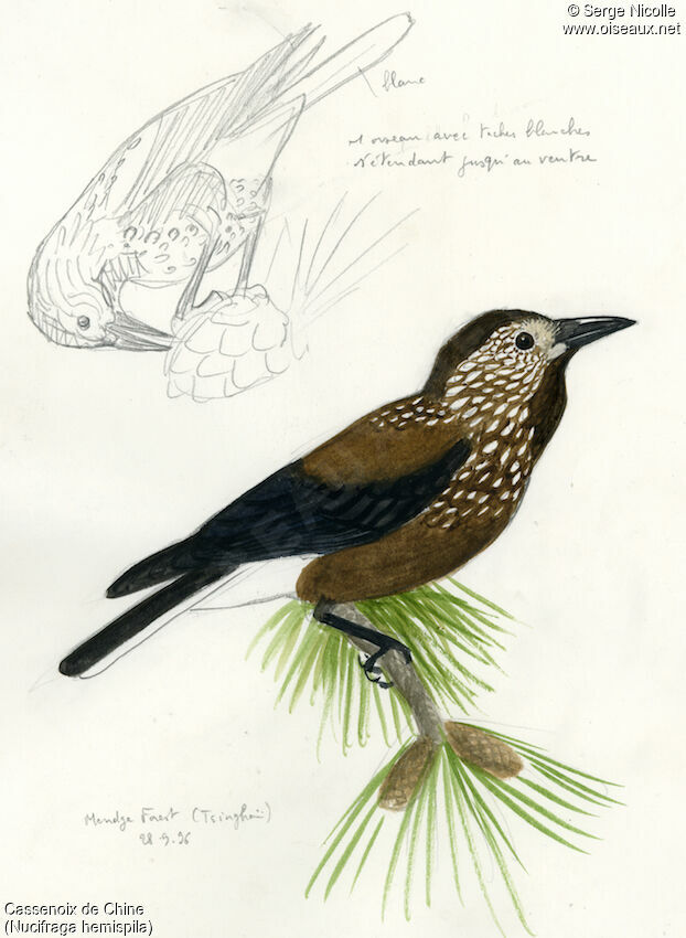 Southern Nutcracker, identification