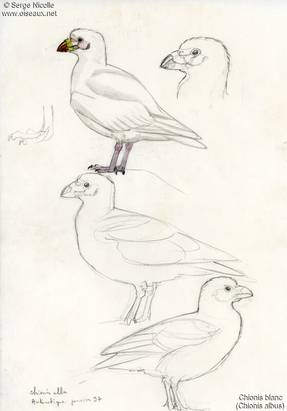 Chionis blanc, identification