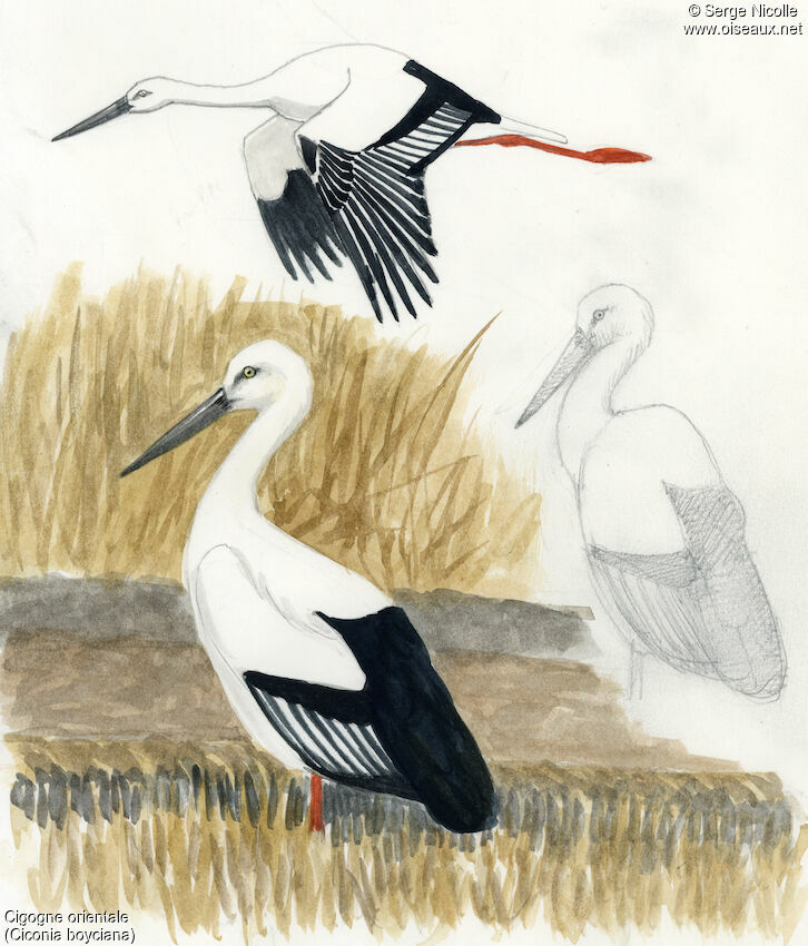 Cigogne orientale, identification