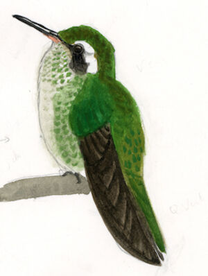 Colibri à oreilles blanches