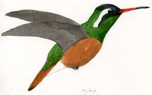 Colibri de Xantus
