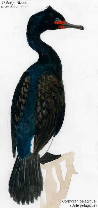 Pelagic Cormorant, identification