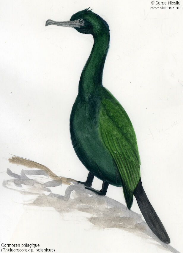 Pelagic Cormorant, identification