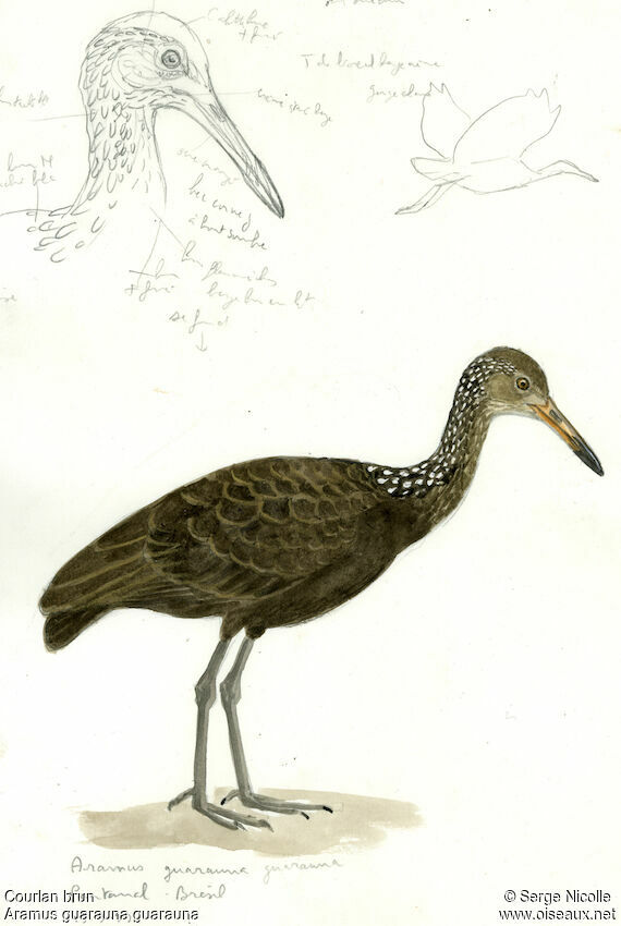 Courlan brun, identification