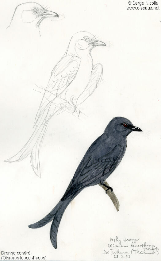 Drongo cendré, identification