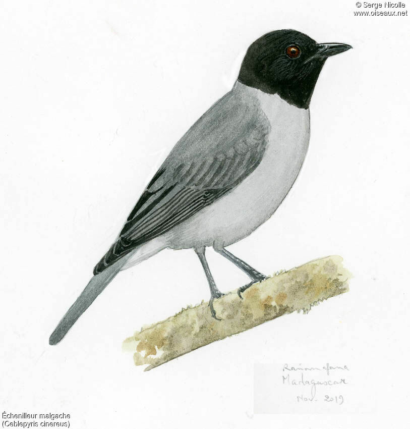 Échenilleur malgache, identification