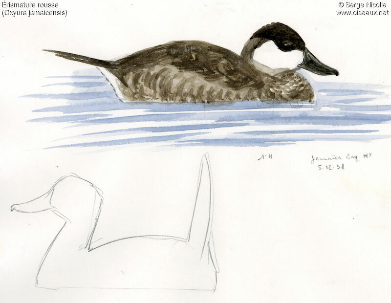 Érismature rousseadulte internuptial, identification