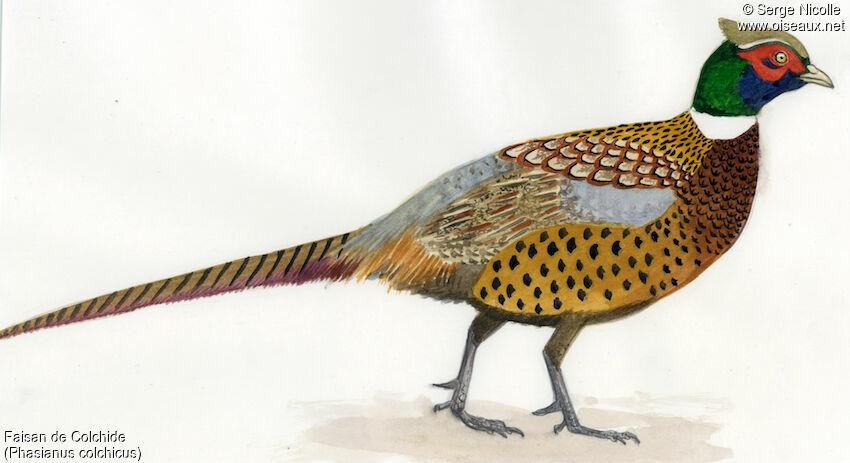 Common Pheasant male, identification