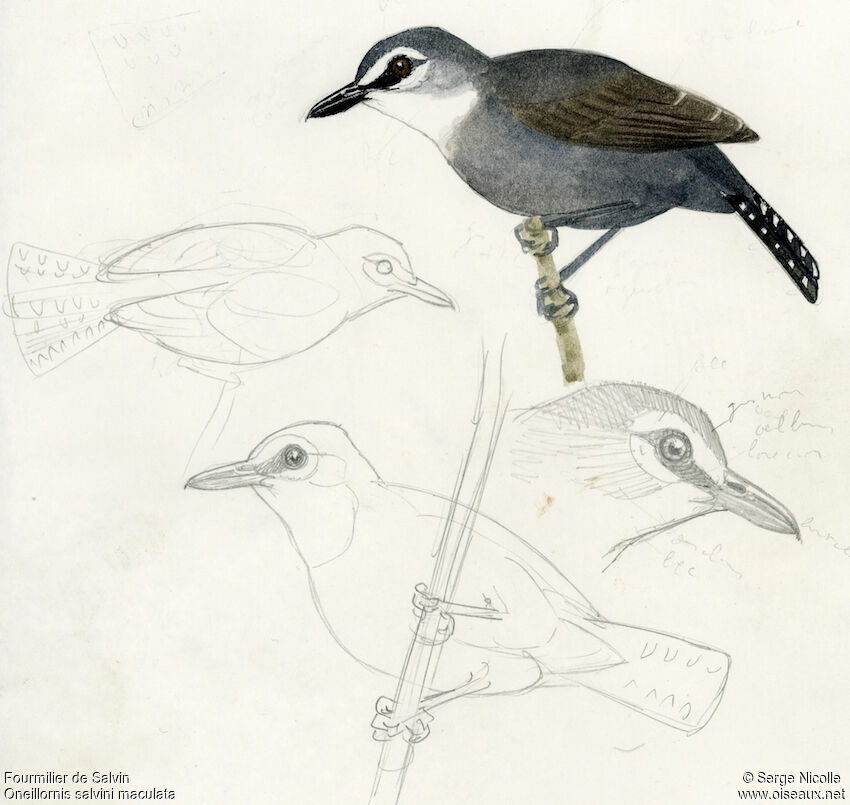 White-throated Antbird, identification