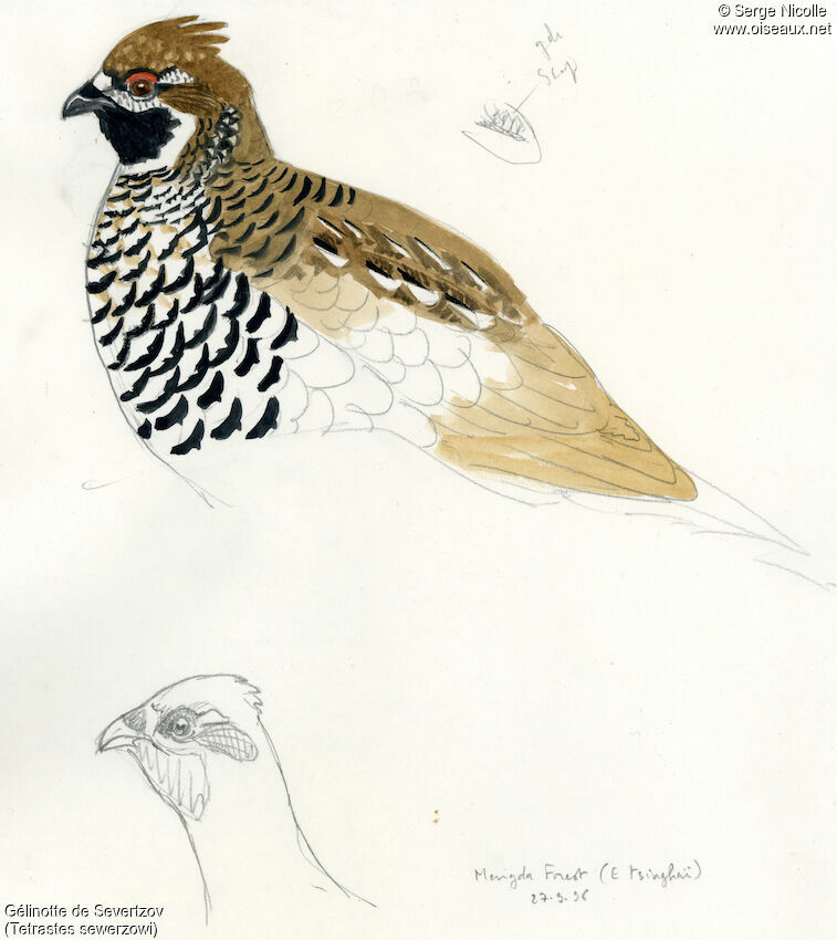 Gélinotte de Severtzov, identification