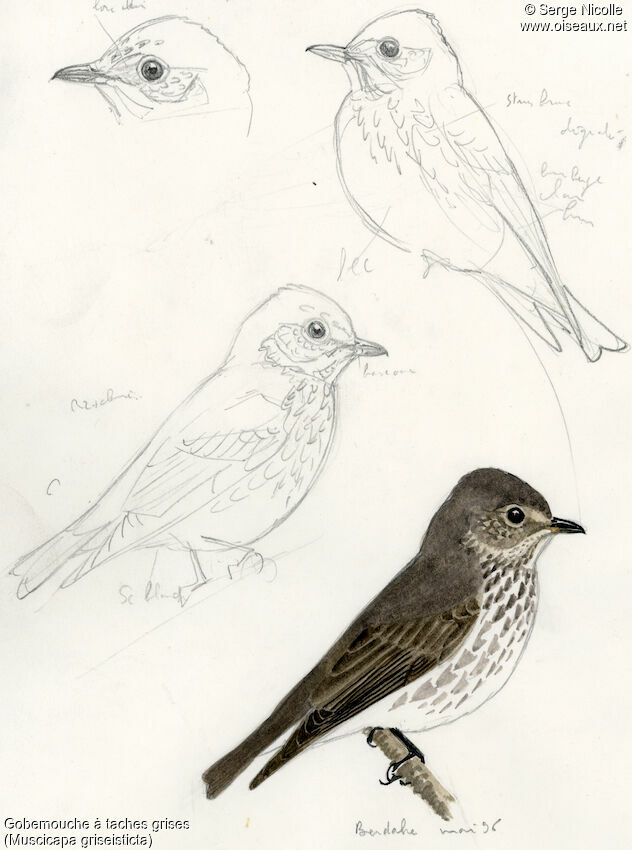 Grey-streaked Flycatcher, identification