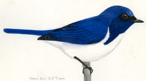 Gobemouche bleu