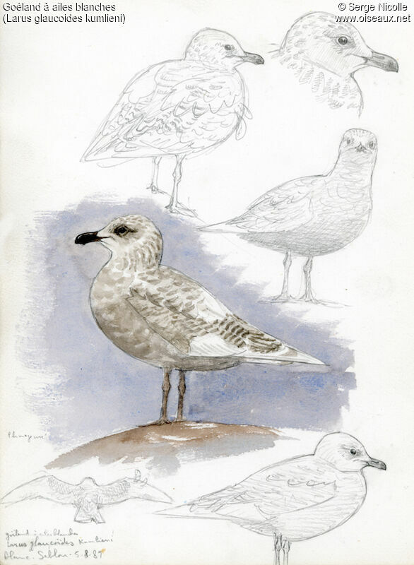Iceland Gull, identification